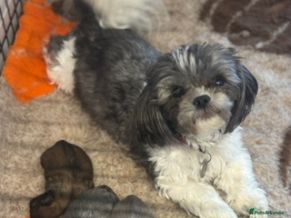 Shih Tzu dogs Saving the best until last - Advert 8