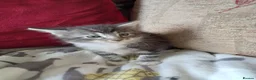 Maine Coon cats for sale: 3/4 mainecoon  kittens for sale  - Advert 8