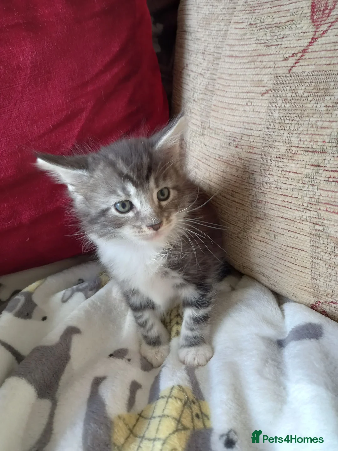 Maine Coon cats for sale: 3/4 mainecoon  kittens for sale  - Advert 8