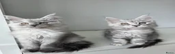 Maine Coon cats for sale: Maine Coon Kittens Looking for Homes!   - Advert 29