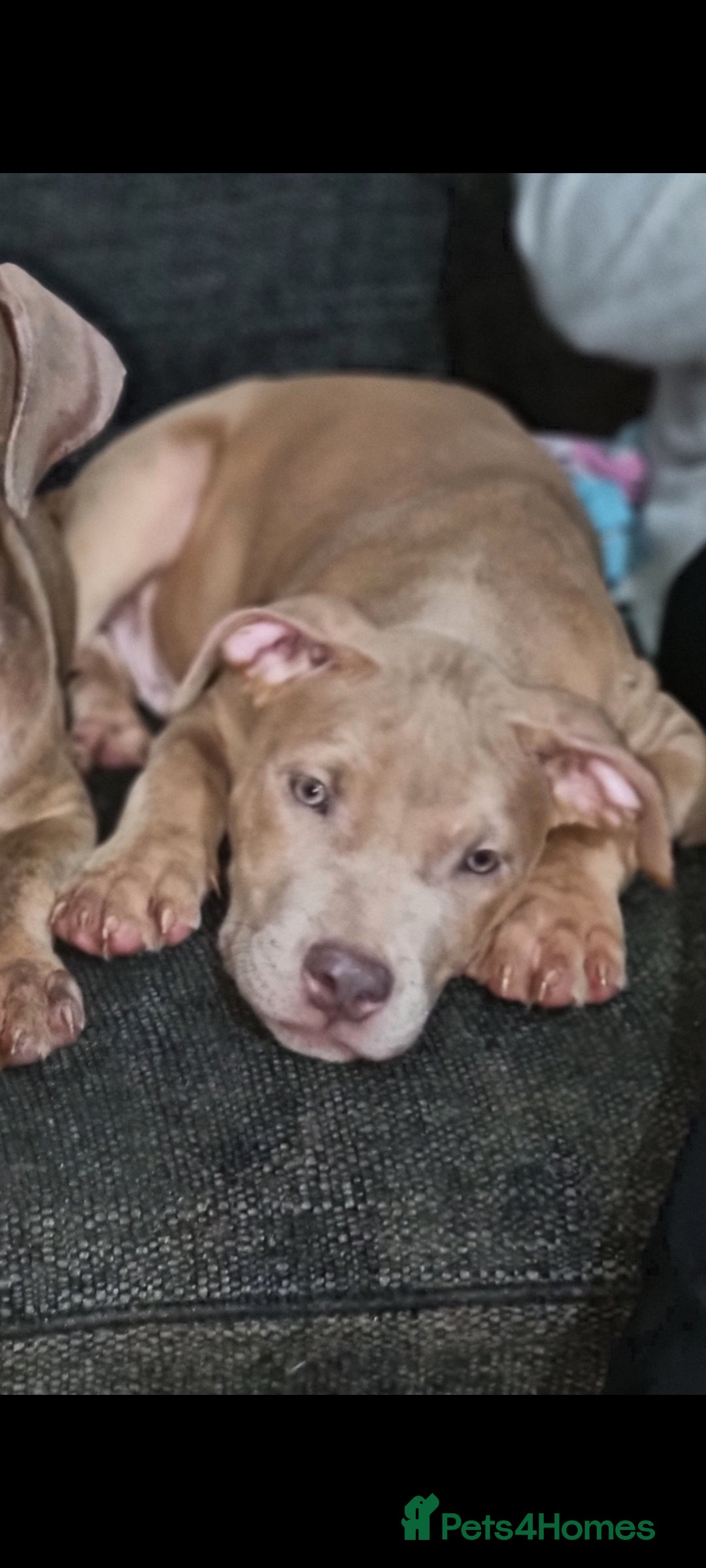 Mixed Breed dogs for sale: Top level Crossbreed pups - Advert 20