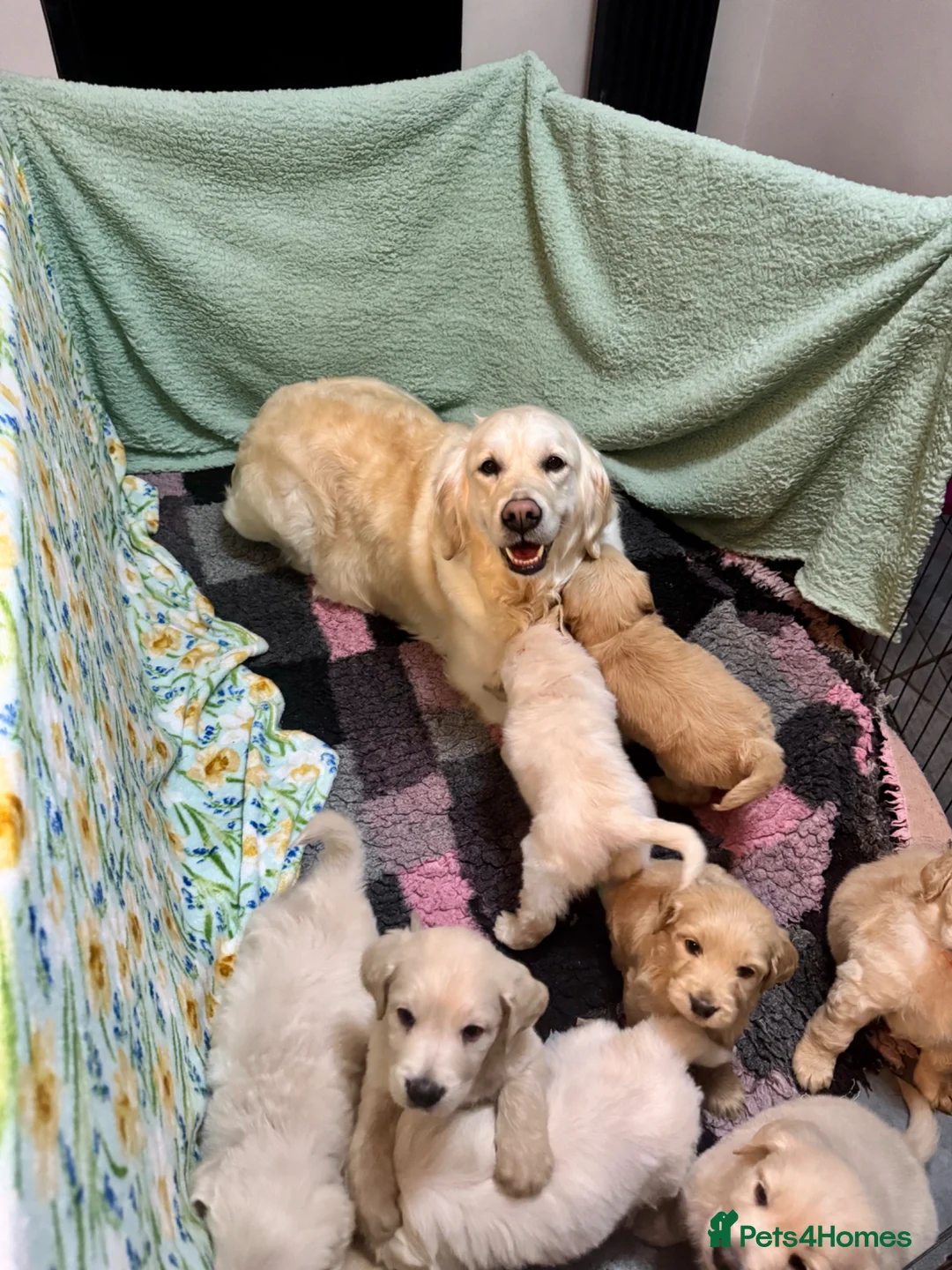 Mini Goldendoodle dogs for sale: 9 mini Goldendoodles puppies for sale - Advert 2