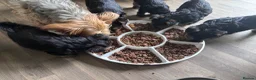 Yorkshire Terrier dogs for sale: Pappys🐶🐶🐶😍 - Advert 5