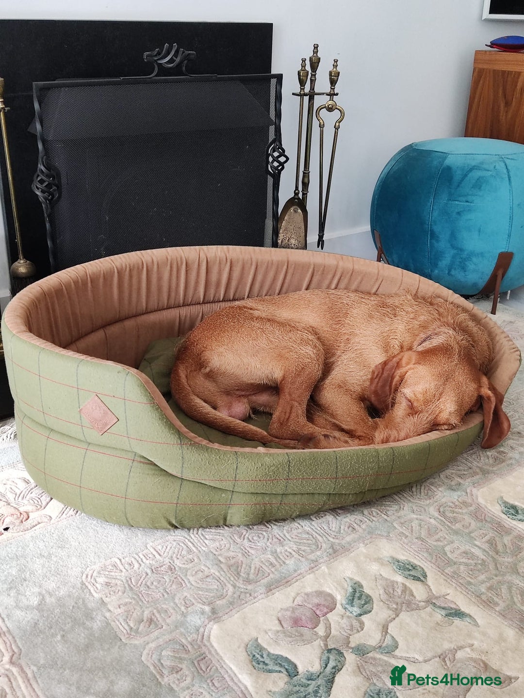 Mixed Breed dogs for sale: Expected Wirehaired Vizla x GWH Pointer puppies  - Image 7