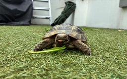 Mixed Breed invertebrates for sale: Spur thigh tortoise + table, lamps and food - Image 1