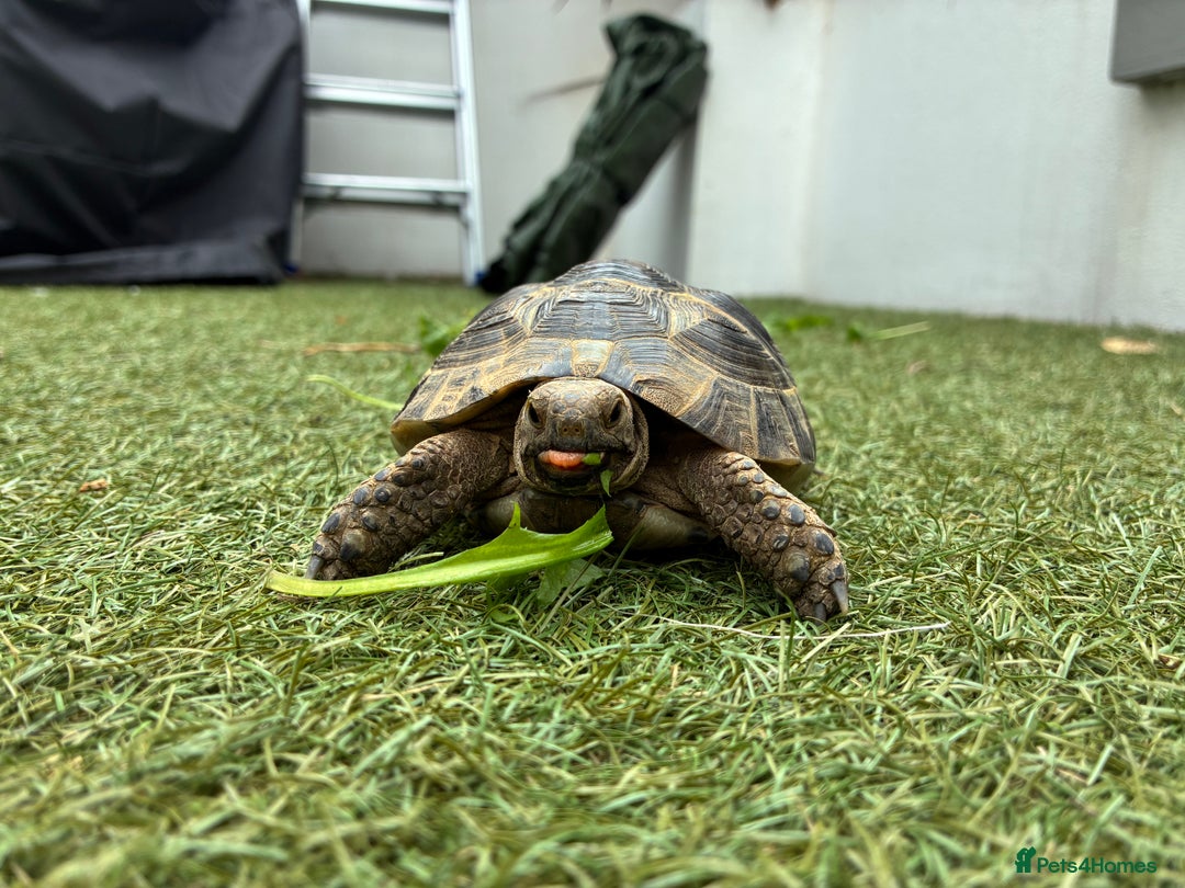 Mixed Breed invertebrates for sale: Spur thigh tortoise + table, lamps and food - Image 1