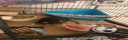 Rat rodents for sale: Two male rats with full set up 🙂 - Advert 5