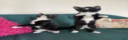 Domestic Shorthair cats for sale: Beautiful Kittens Ready for Their Forever Homes! - Advert 6
