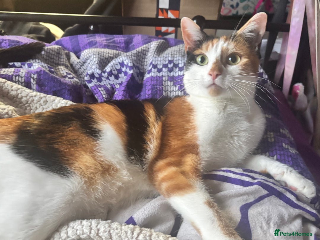 Domestic Shorthair cats for sale: Sweet Calico Girl Looking For Her Forever Home - Advert 1