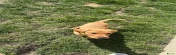 Labrador Retriever dogs for sale: 3 Beautiful Fox Labradors / 1 Boy / 2 Girls  - Advert 9