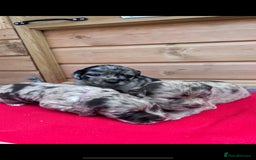 Sprocker dogs for sale: Sprocker spaniel puppies  - Image 2