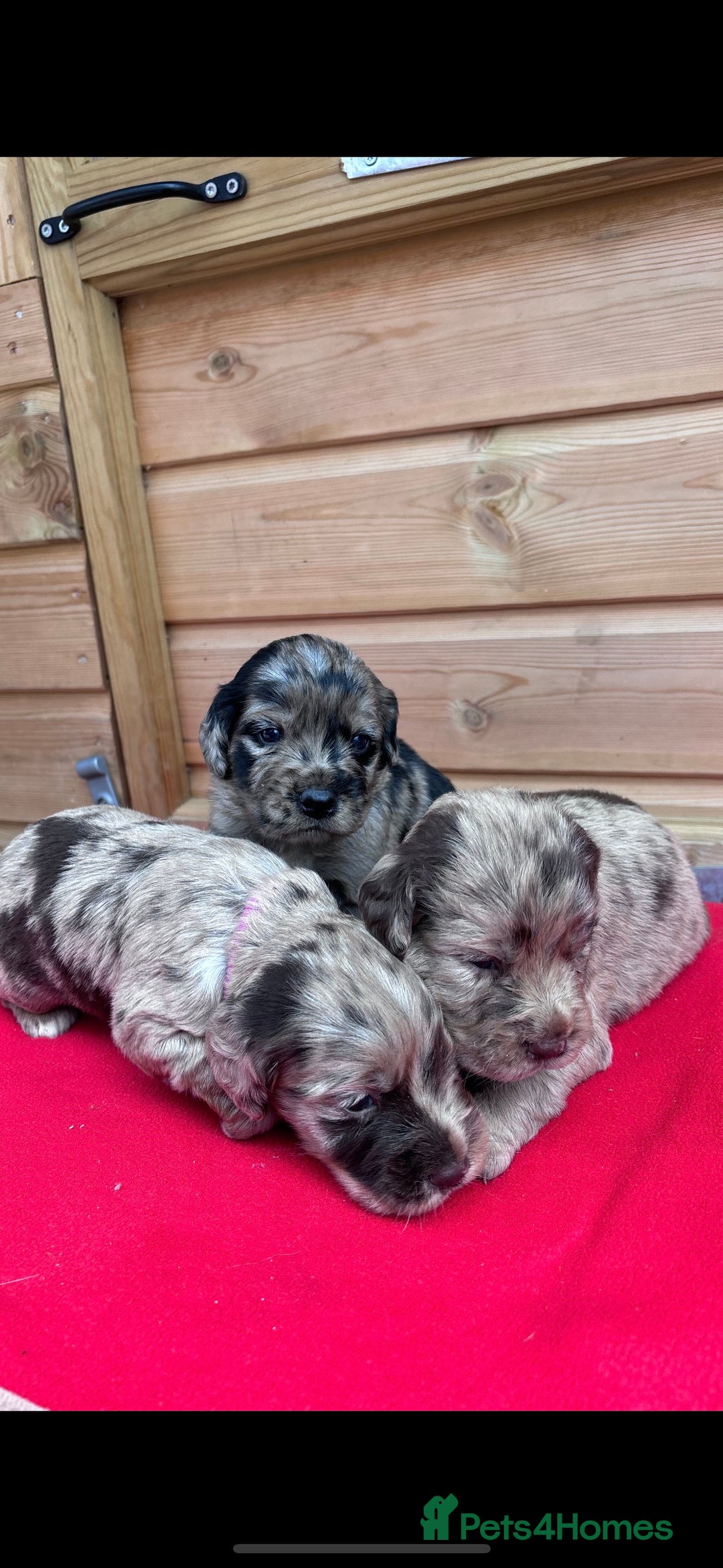 Sprocker dogs for sale: Sprocker spaniel puppies  - Image 2