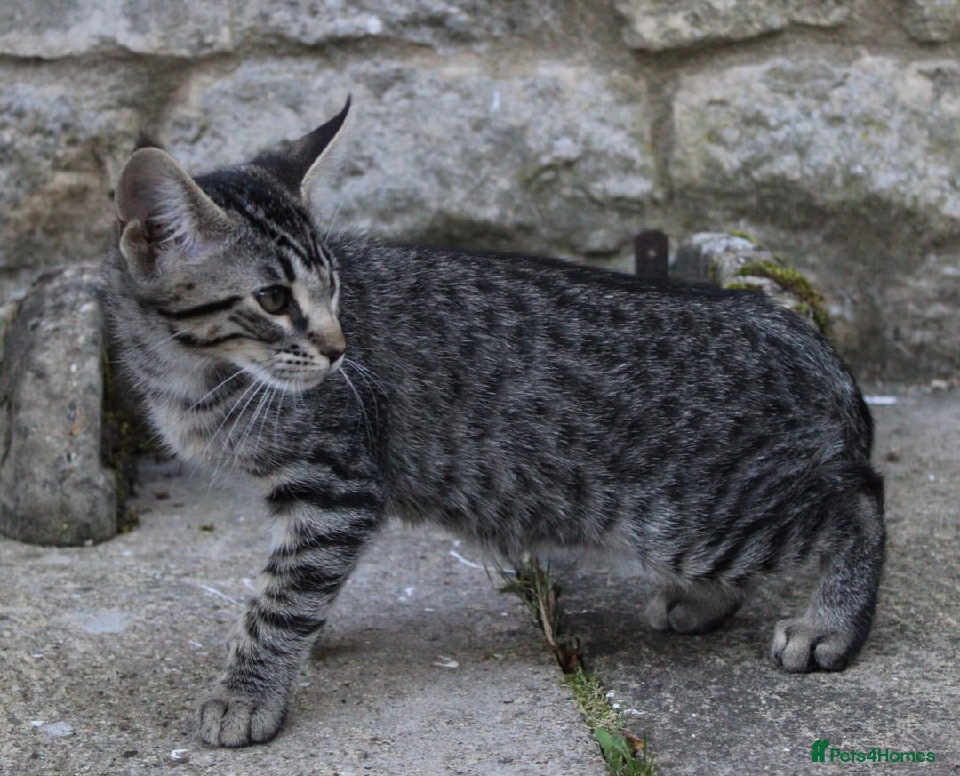 Savannah cats for sale: Stunning Savannahx Maine coons - Image 31