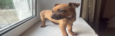 Mixed Breed 3