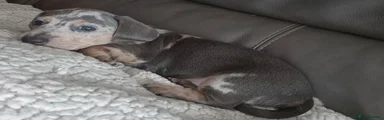 Dachshund 3