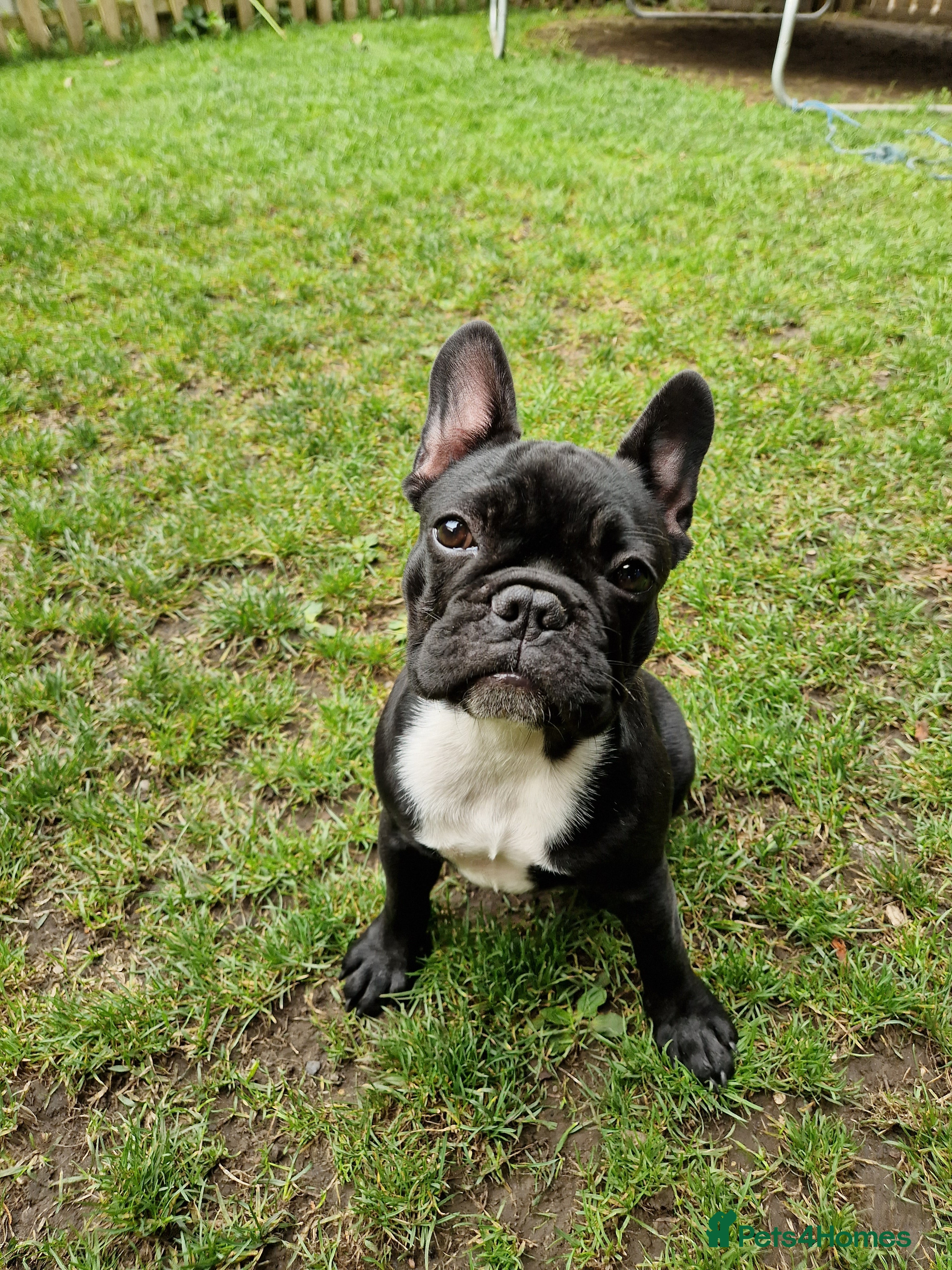 French Bulldog dogs Beautiful French Bulldog,Looking for a Loving Home - Advert 1