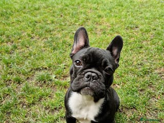 French Bulldog dogs Beautiful French Bulldog,Looking for a Loving Home - Advert 1