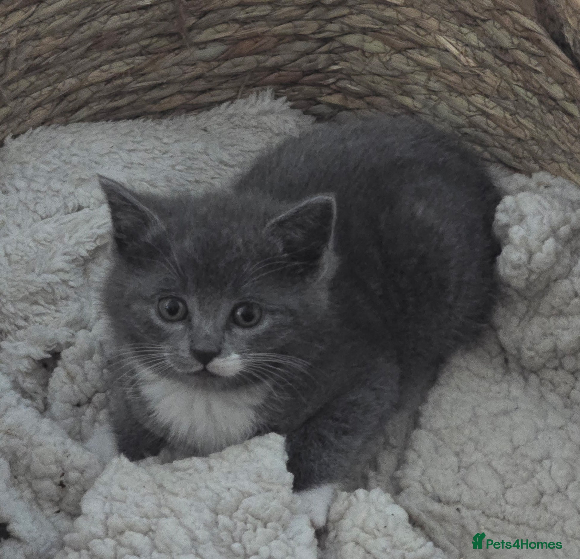 Ragdoll cats 5 Stunning Fluffy Ragdoll Cross Kittens  - Advert 9