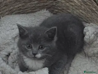 Ragdoll cats 5 Stunning Fluffy Ragdoll Cross Kittens - Advert 9