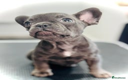 French Bulldog dogs for sale: #Reduced# True miniature French Bulldog - Image 4