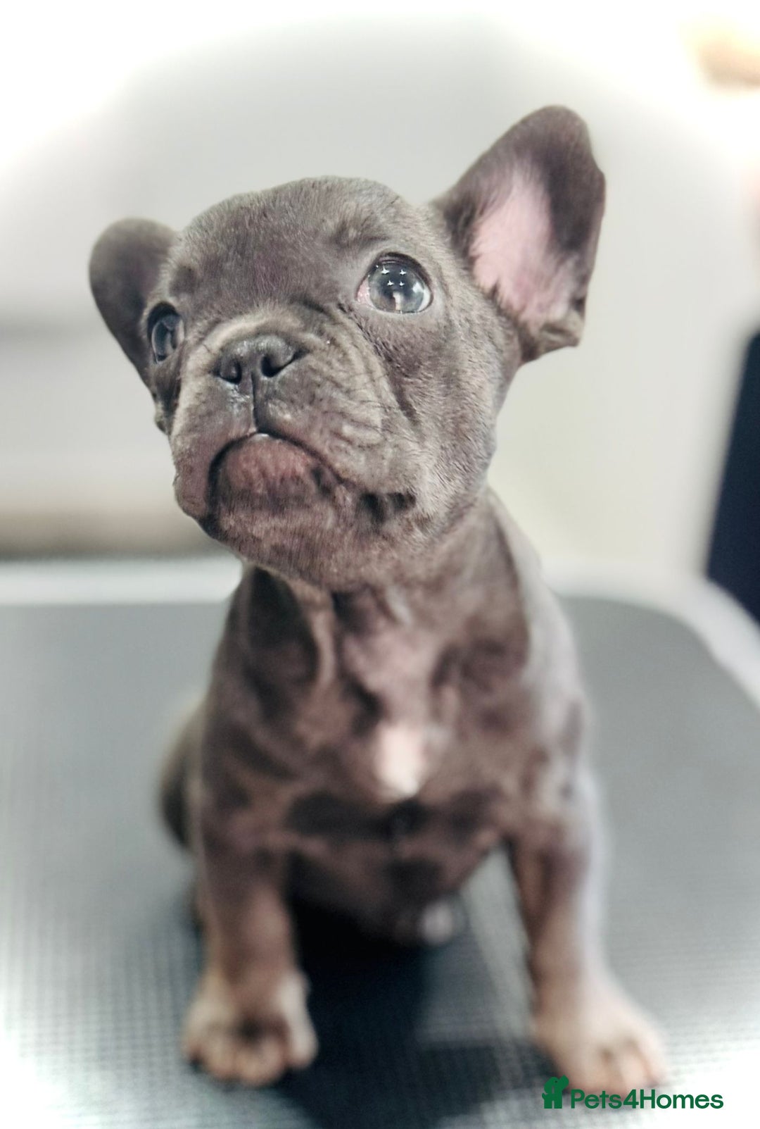 French Bulldog dogs for sale: #Reduced# True miniature French Bulldog - Image 4