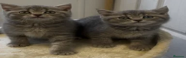British Shorthair Kitten 6