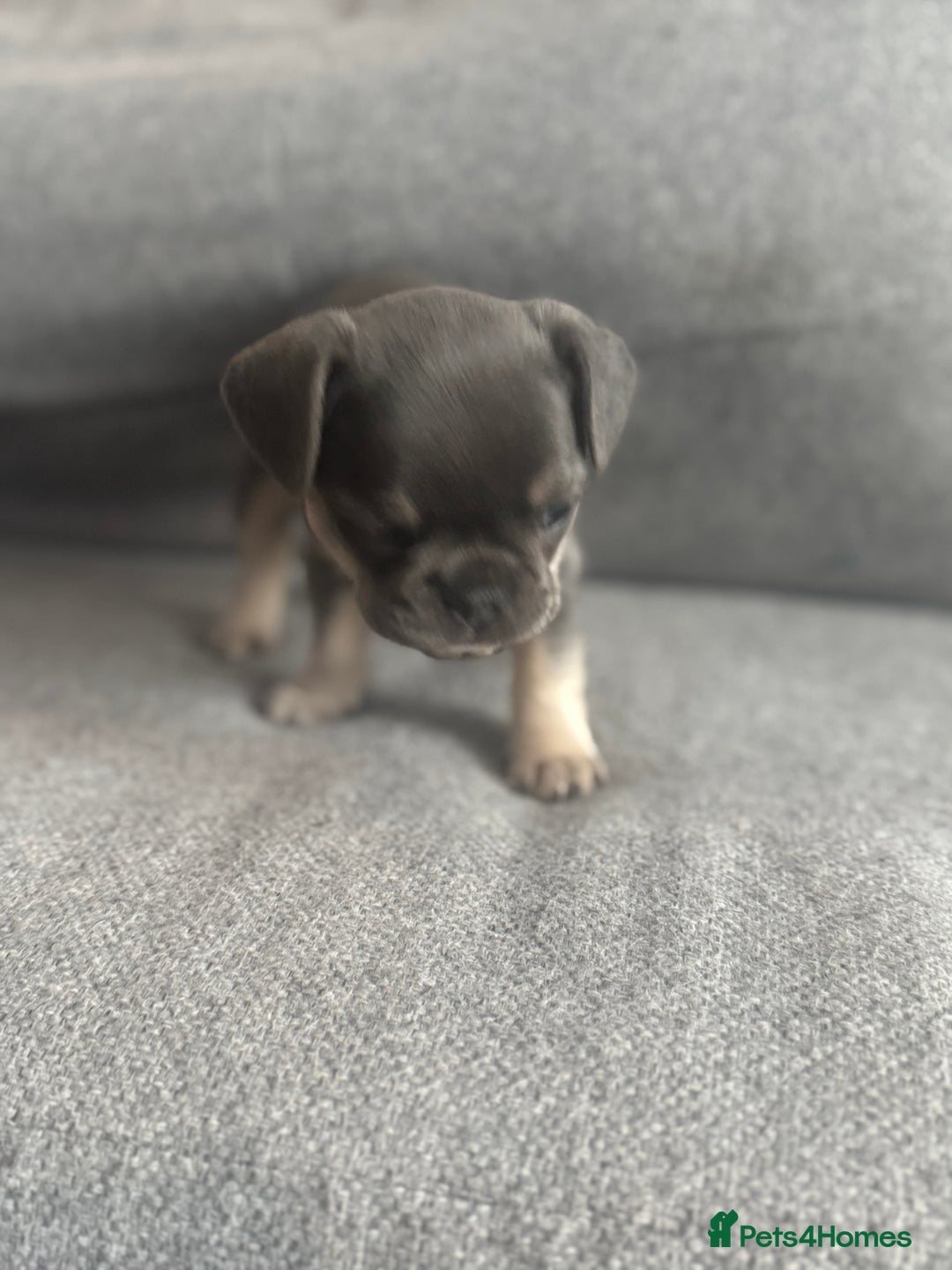 French Bulldog dogs for sale: French Bulldog Puppies - Advert 4