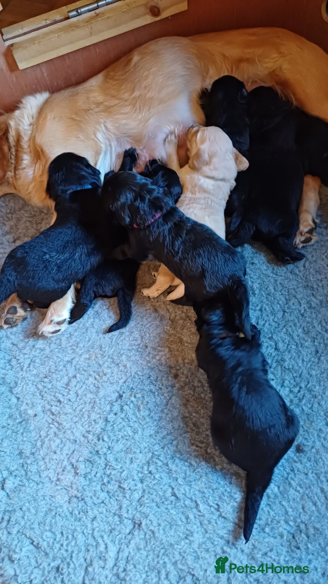 Goldendoodle dogs for sale: Goldendoodles. Family pets - Advert 15