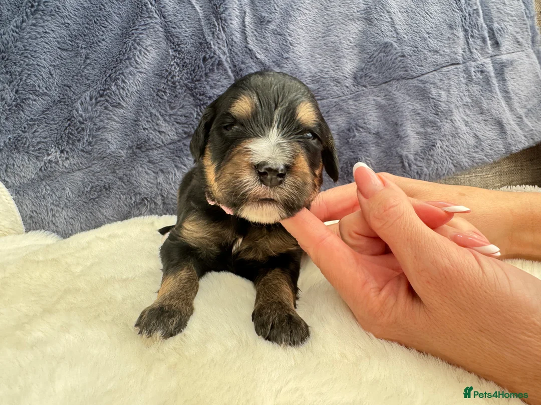 Bernedoodle dogs for sale: Gorgeous Bernedoodle puppies 🖤 - Advert 29