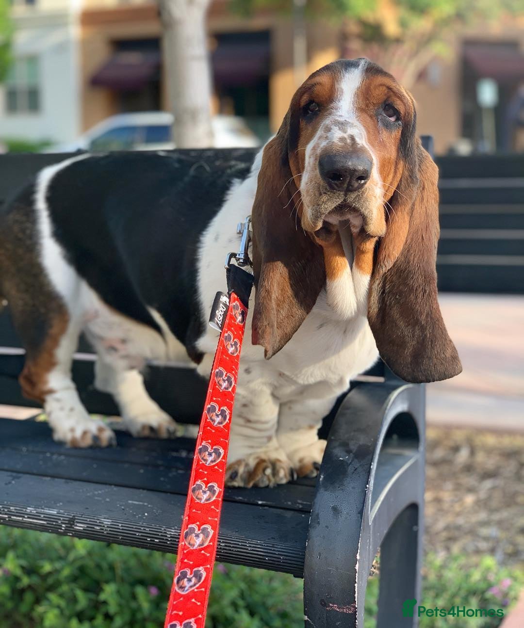 Basset Hound dogs for sale: 6 month Basset Hound seeking home - Image 3