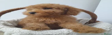 Miniature Poodle 1