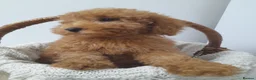 Miniature Poodle dogs for sale: Last 2 boys left miniature poodle puppies - Advert 16
