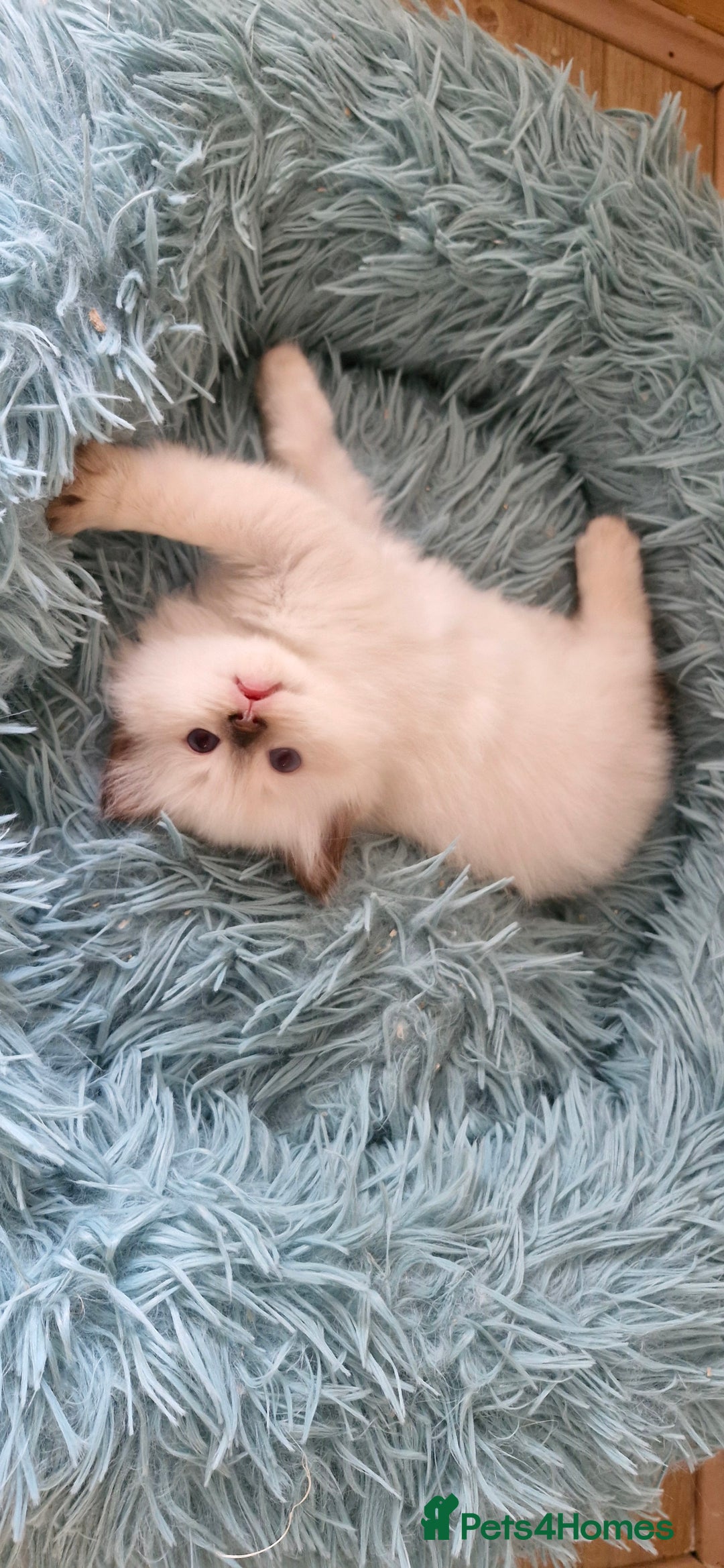 Ragdoll cats for sale: Beautiful Ragdoll Kittens.  - Image 15