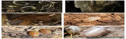 Isopods invertebrates for sale: Isopods and millipedes for sale - Advert 3