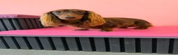 Miniature Dachshund dogs for stud: Miniature longhaired chocolate and tan stud - Advert 4