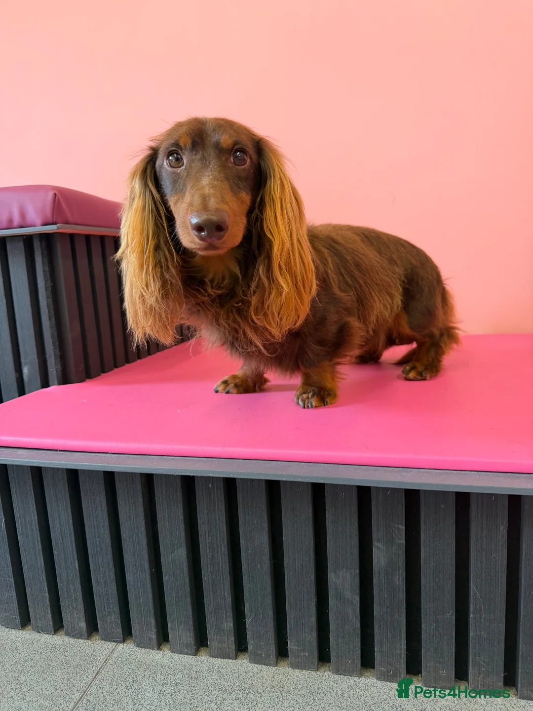 Miniature Dachshund dogs for stud: Miniature longhaired chocolate and tan stud - Advert 4