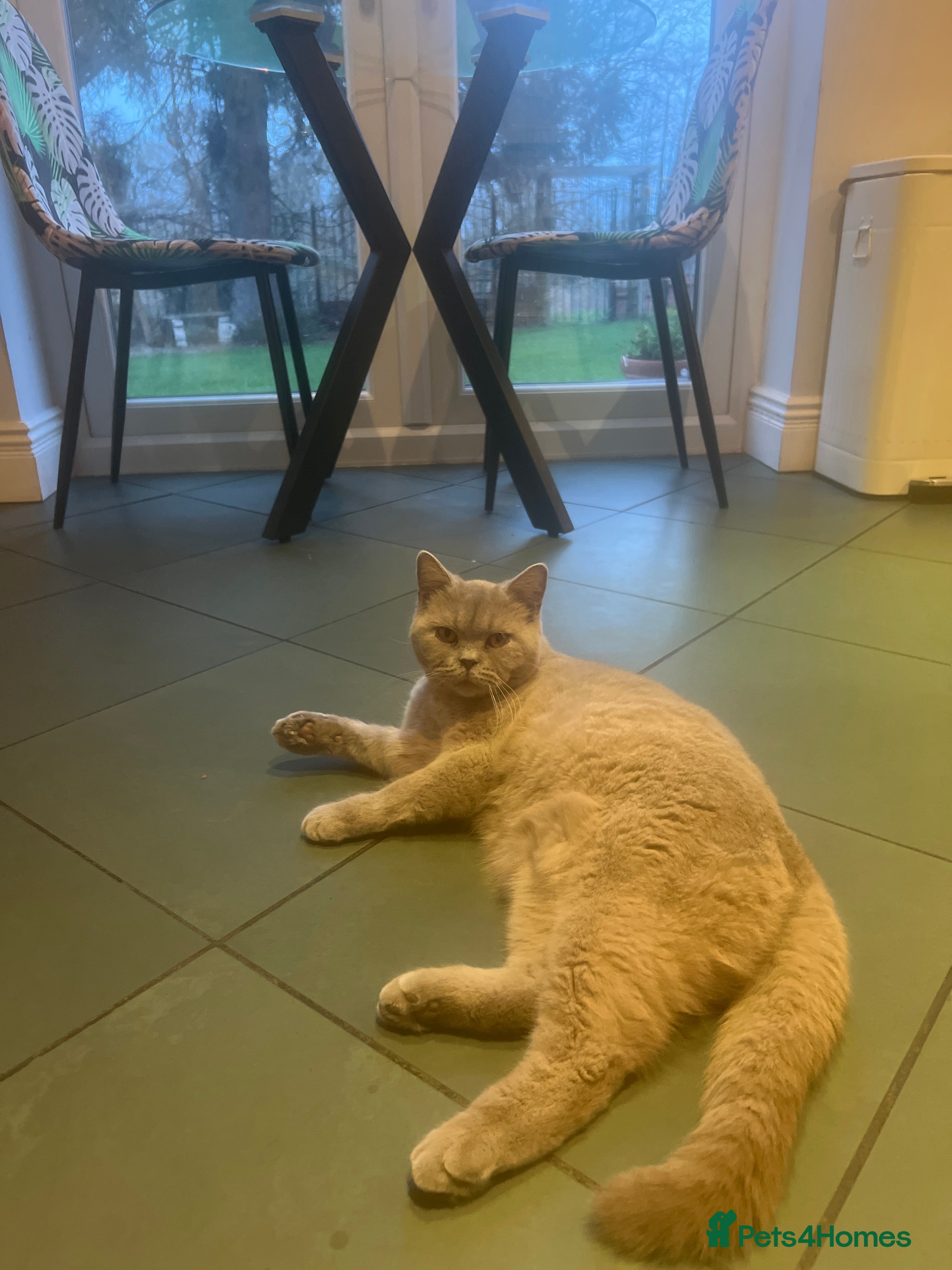 British Shorthair cats British short hair  - Advert 1