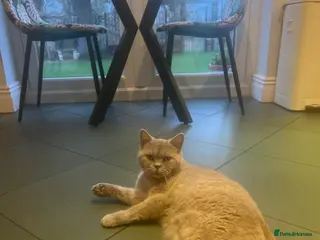 British Shorthair cats British short hair - Advert 2