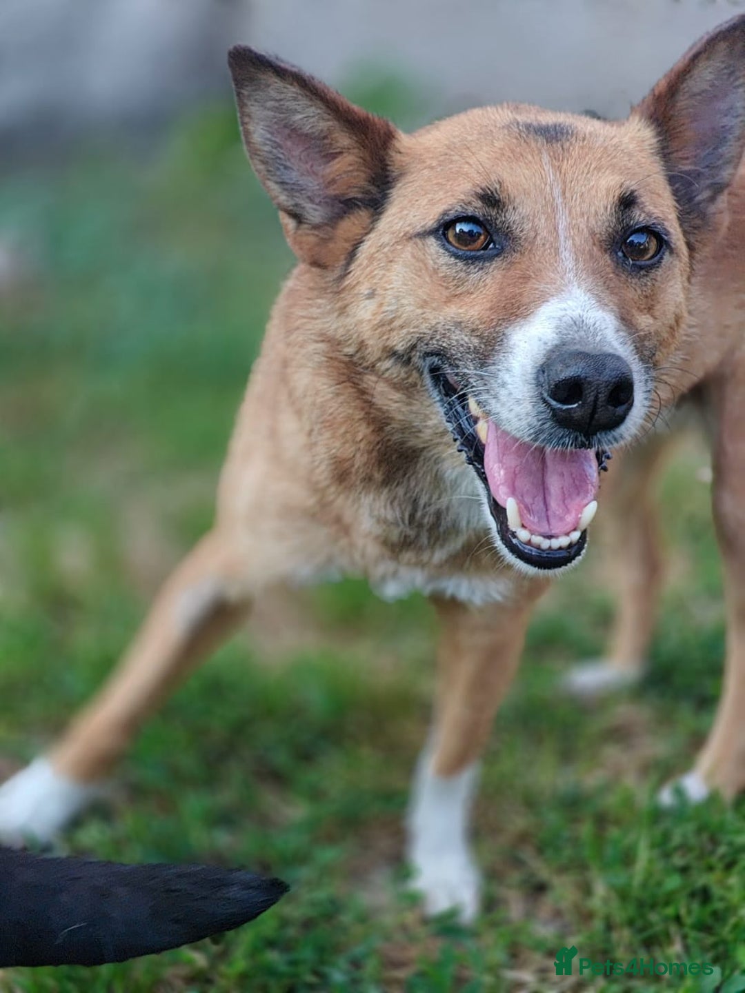 Mixed Breed dogs for adoption: 💖🐶 CLEO 🐶💖 - Image 3