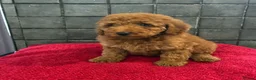 Miniature Poodle dogs for sale: Stunning Fox Red Minature Poodle Pups  - Advert 6