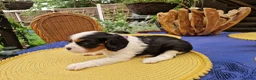 Cavalier King Charles Spaniel dogs for sale: Beautiful Cavalier King Charles Spaniel 7 Puppies - Advert 26