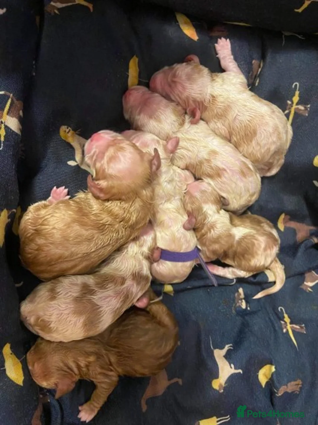 Cavalier King Charles Spaniel dogs for stud: PROVEN Heart and eye tested DE/CC/EF cavalier stud in Swansea - Advert 7