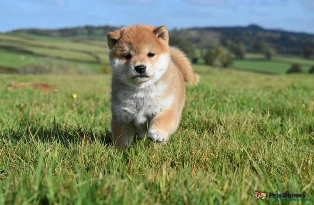 Japanese Shiba Inu dogs for sale: Beautiful Japanese Shiba Inu Puppies - Image 7