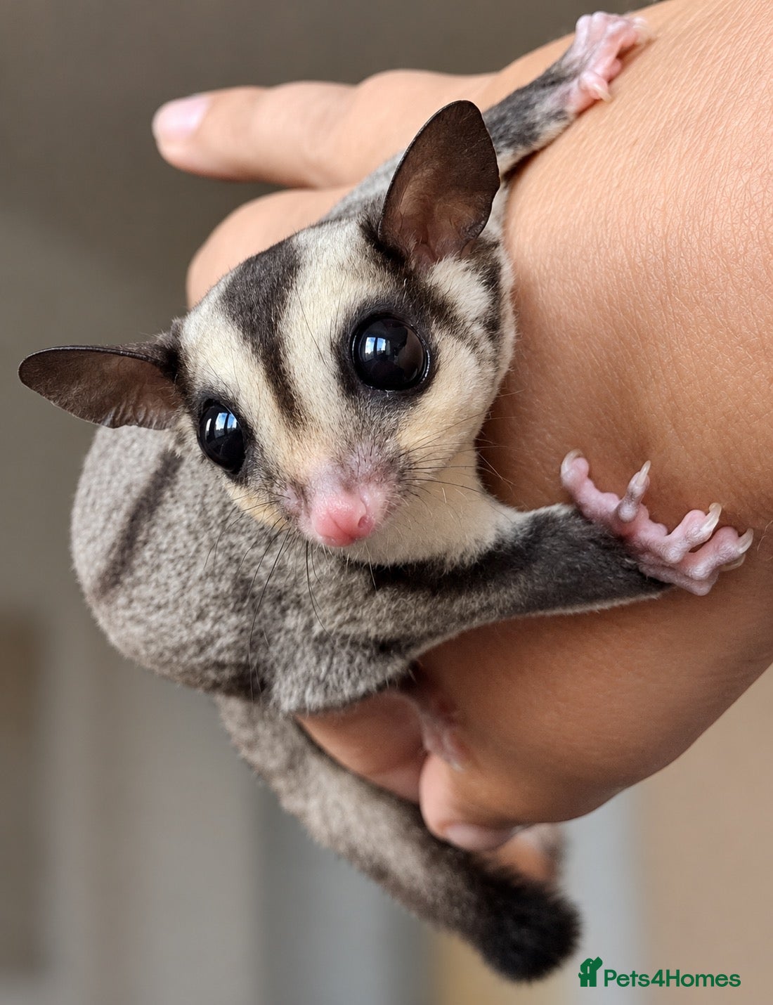 Sugar Glider rodents 15 week old sugar glider with full setup - Advert 2
