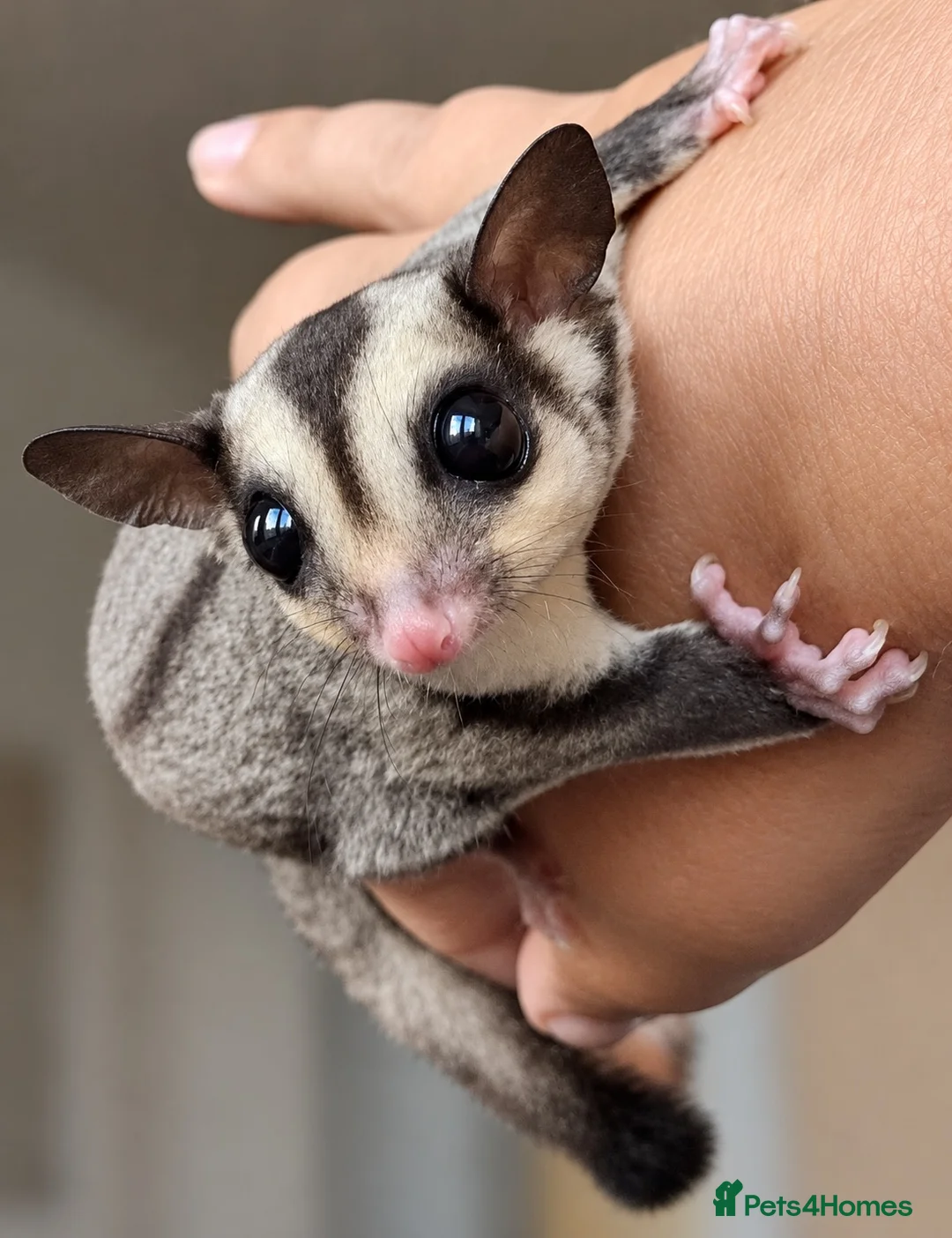 Sugar Glider rodents for sale: 15 week old sugar glider with full setup - Advert 1