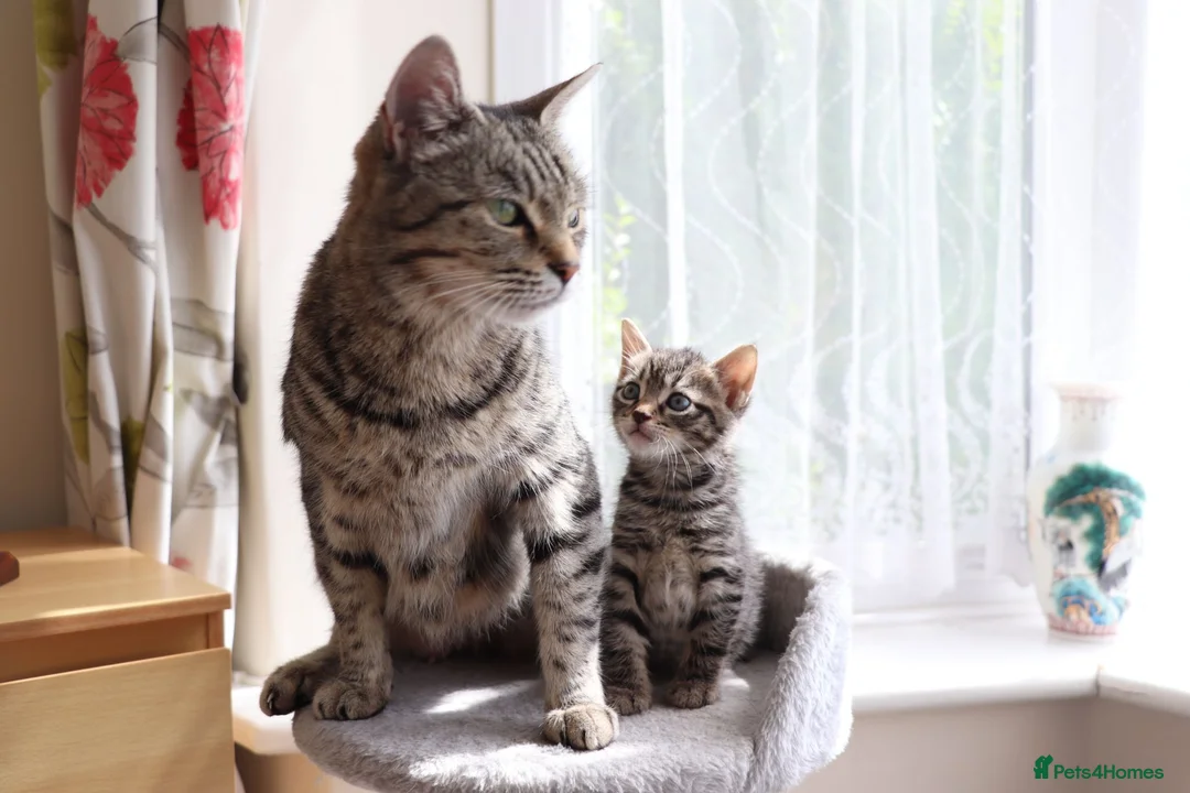 Mixed Breed cats for sale: Tabby Kittens  - Advert 2