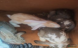 French Lop rabbits for sale: French lop  - Image 4
