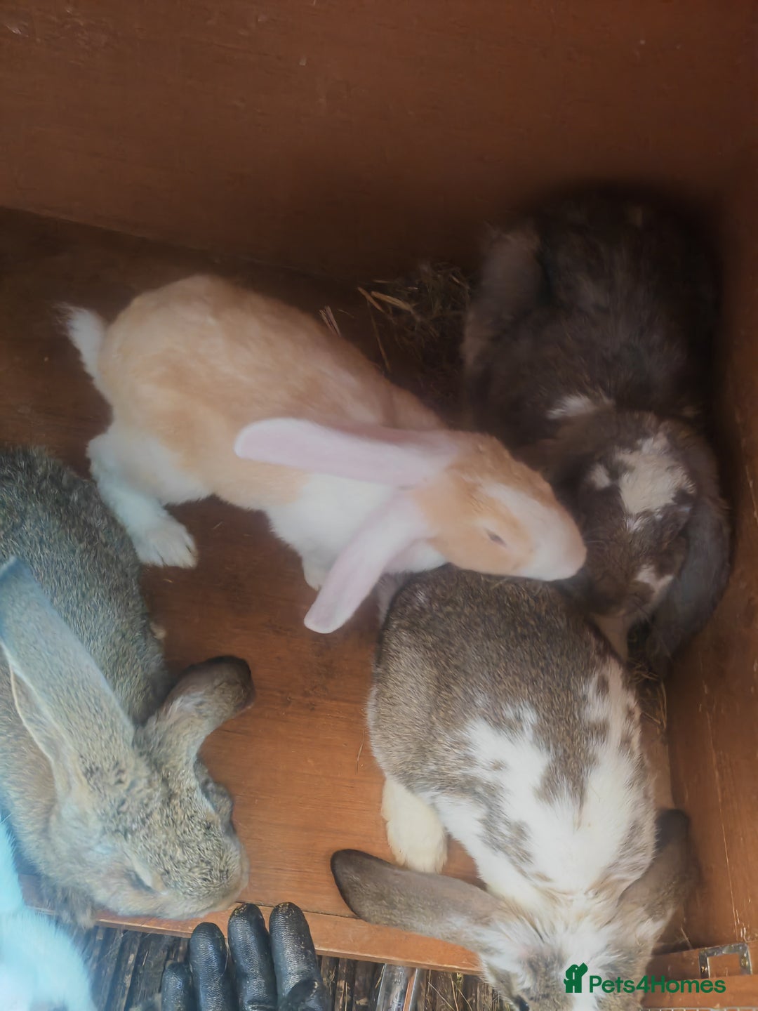 French Lop rabbits for sale: French lop  - Image 4