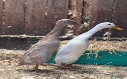 Ducks poultry for sale: Trio of runner ducks - Image 4