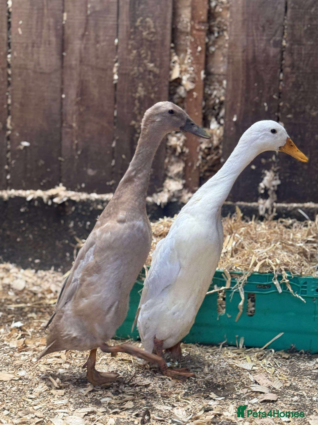 Ducks poultry for sale: Trio of runner ducks - Image 4